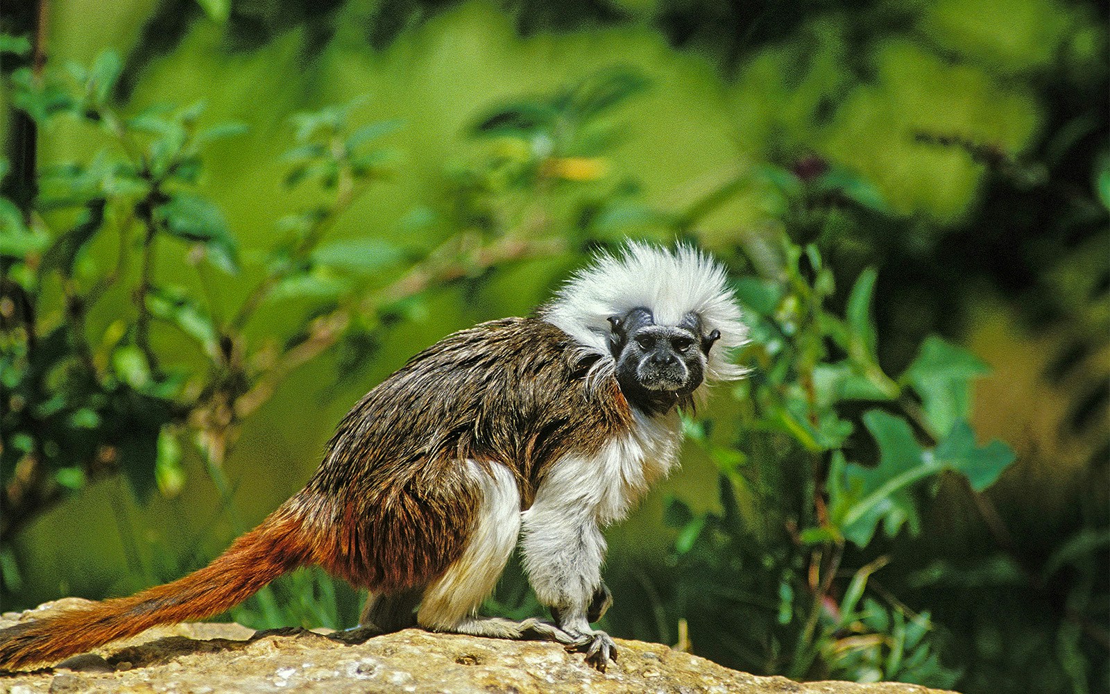 Cotton Top Tamarin