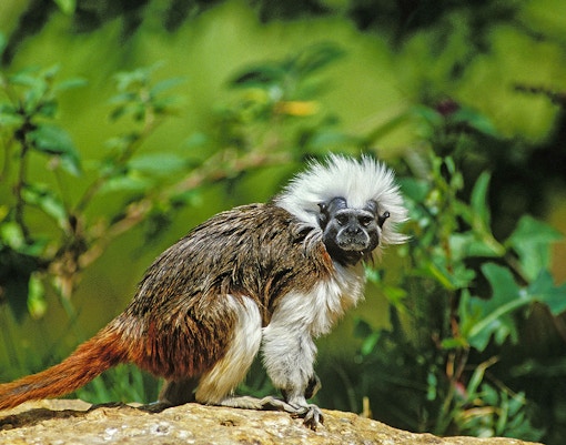Bioparco Tickets Monkey