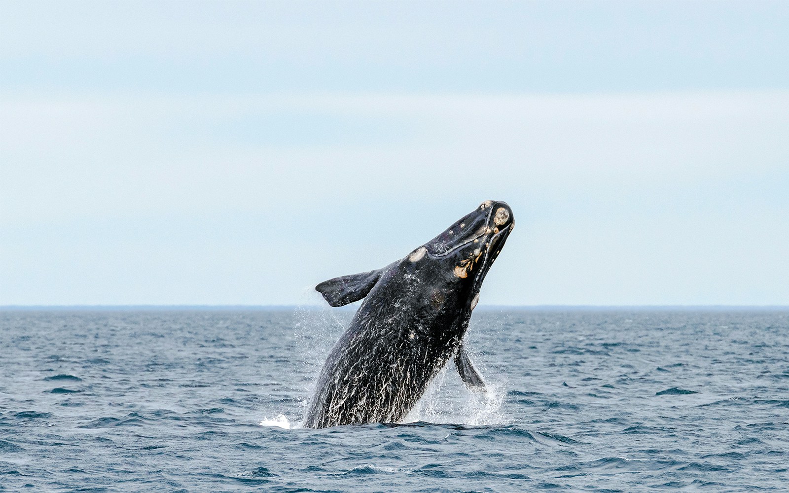 North Atlantic right whales swimming