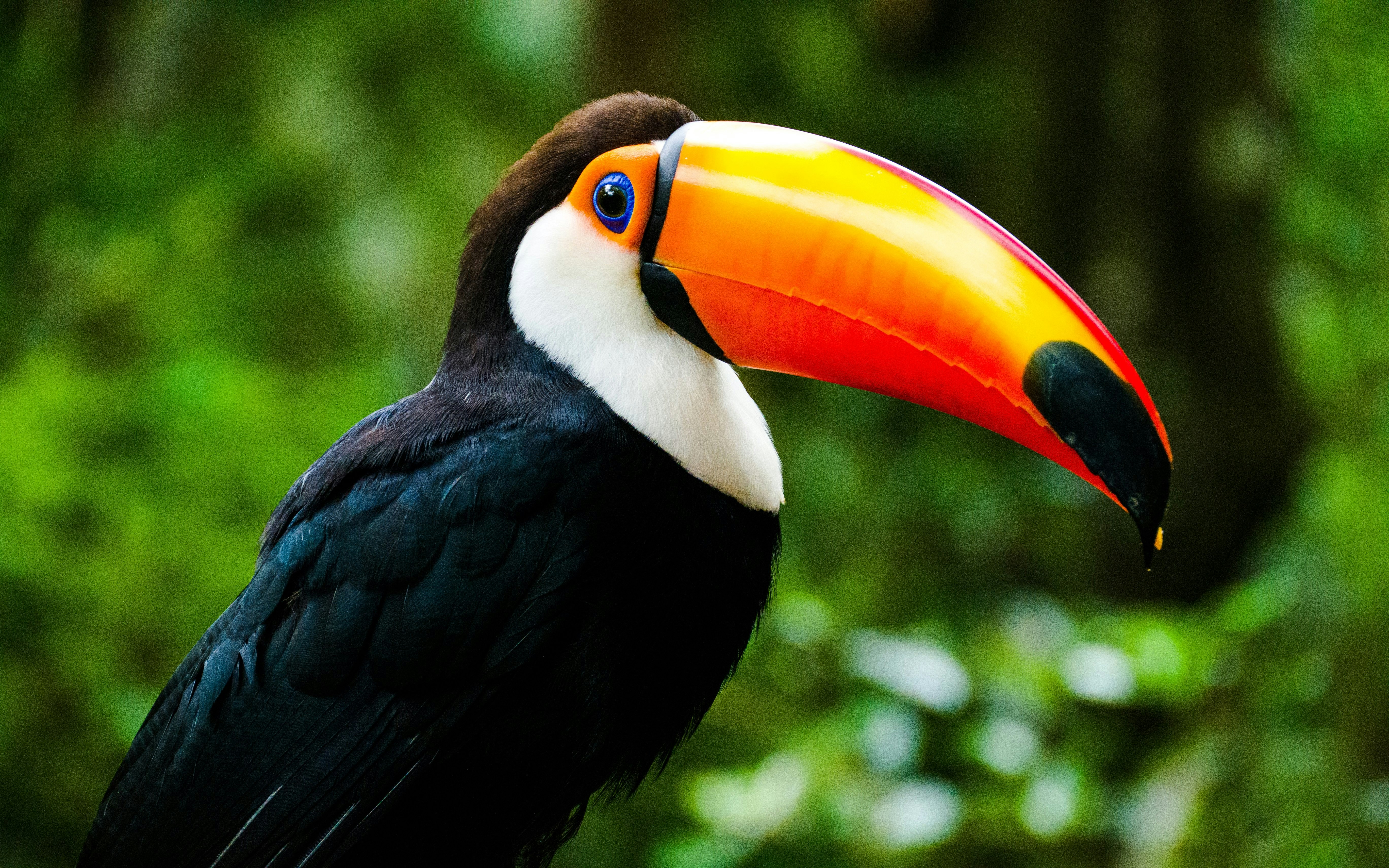 Toucan in Iguaçu National Park, Foz do Iguaçu, Brazil.