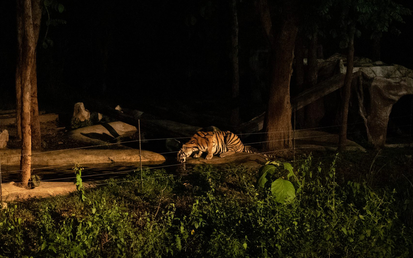 Chiang Mai Night Safari Park