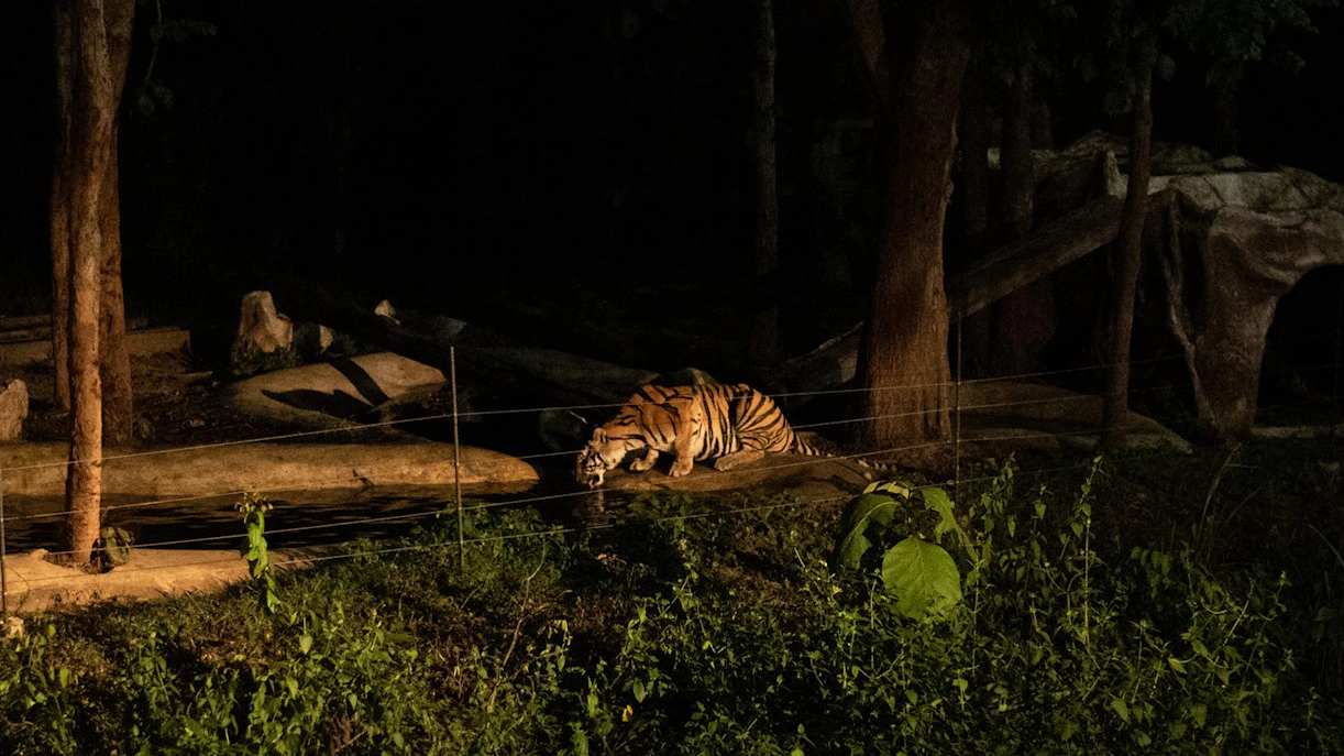 Chiang Mai Night Safari Park