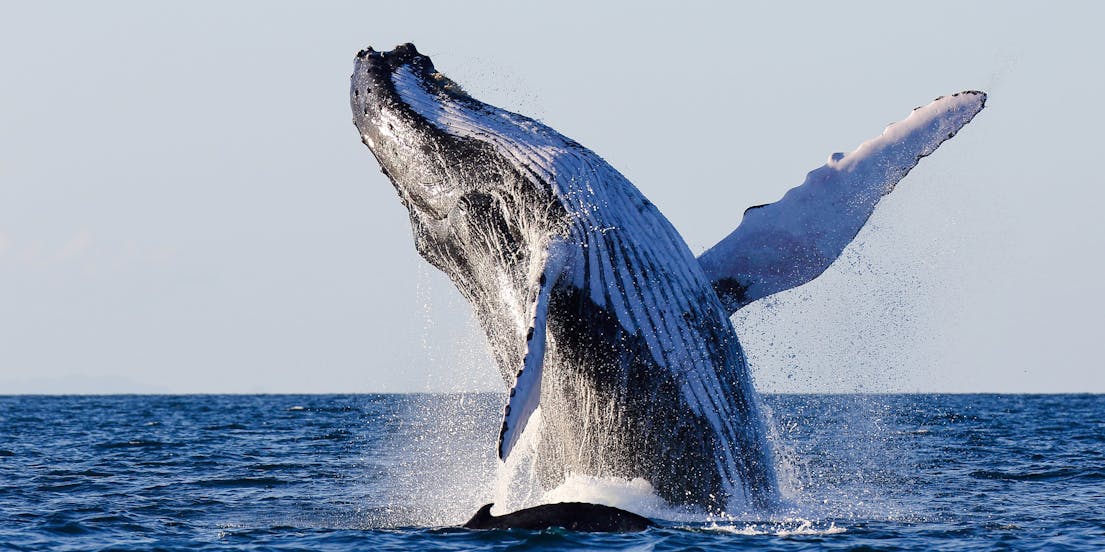 Whale Watching Reykjavik