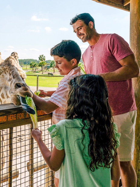 Guests feeding giraffe during Everglades Airboat Tour with Wildlife Park Ticket.