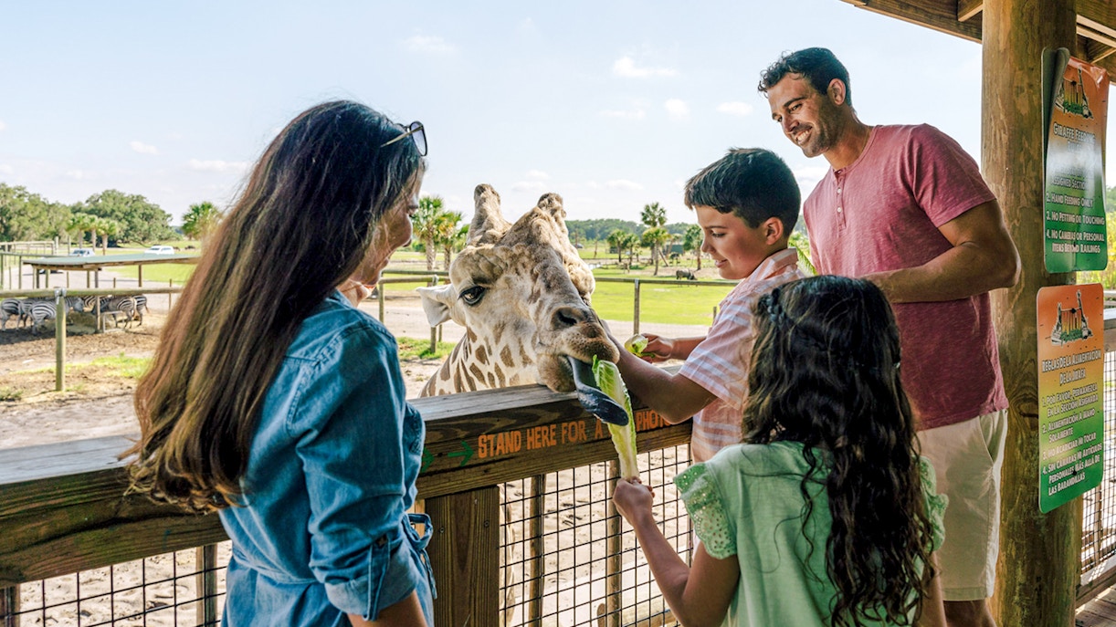 Guests feeding giraffe during Everglades Airboat Tour with Wildlife Park Ticket.