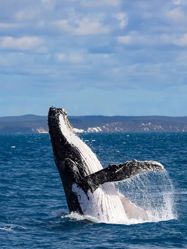 Observação de baleias em Hervey Bay