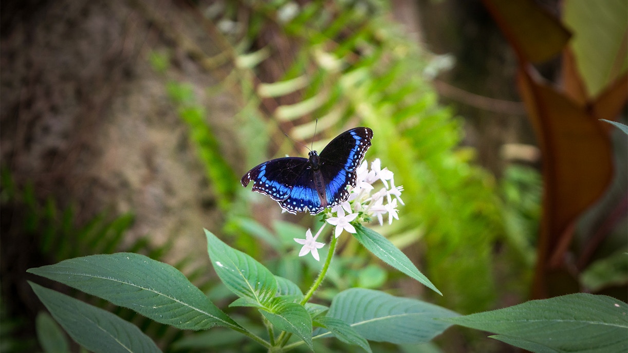 Kuranda Butterfly Sanctuary