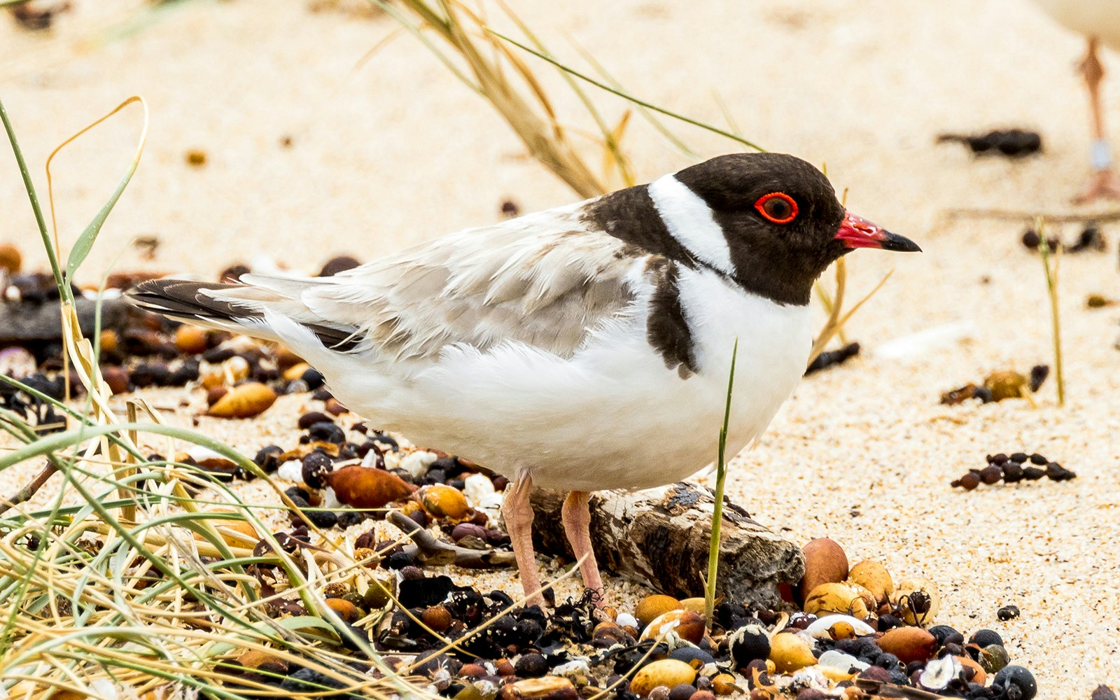 Hooded Plover standing on sandy beach