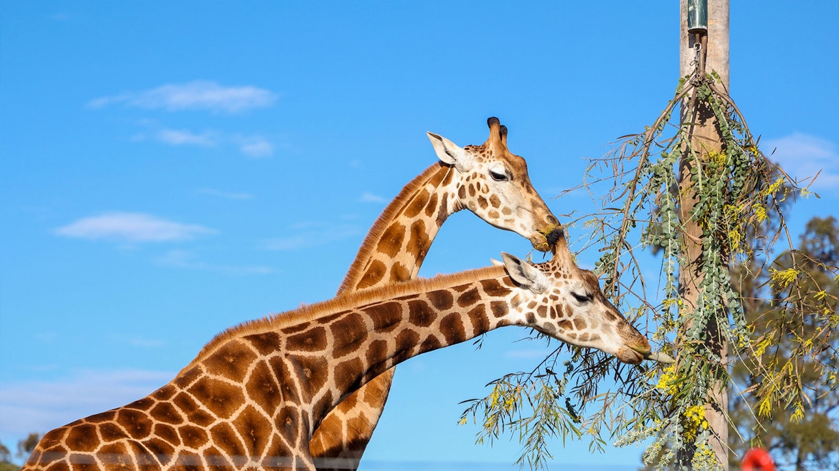 Two giraffes munching on leaves at the Zoo during daytime.