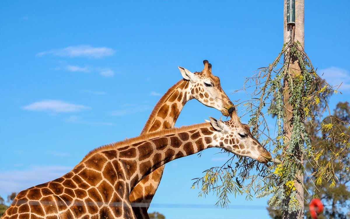 tickets to hunter valley wildlife park-4 tickets to hunter valley wildlife park-4