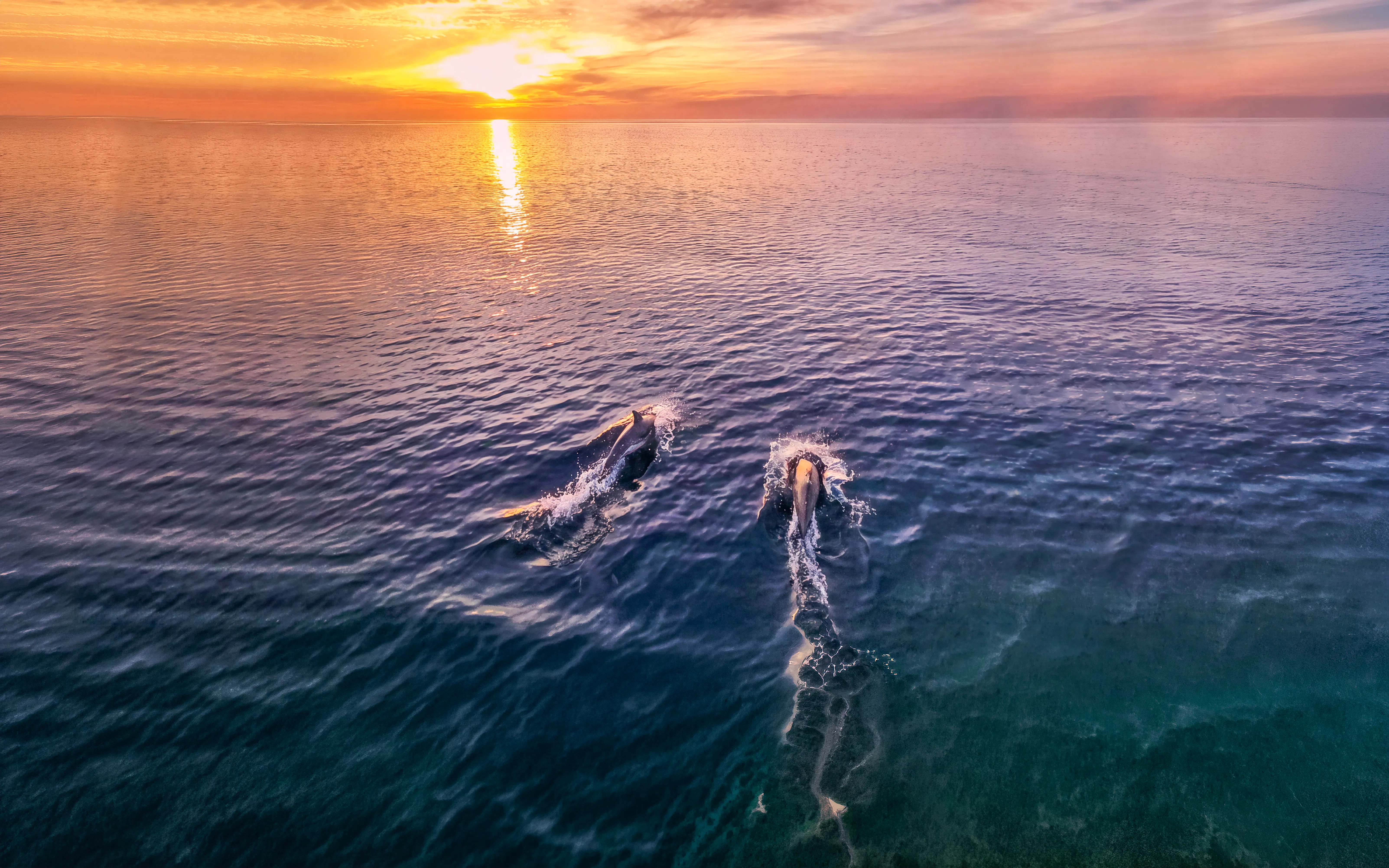 Dolphins swimming at sunset during Brijuni Dolphin Safari near Fažana.