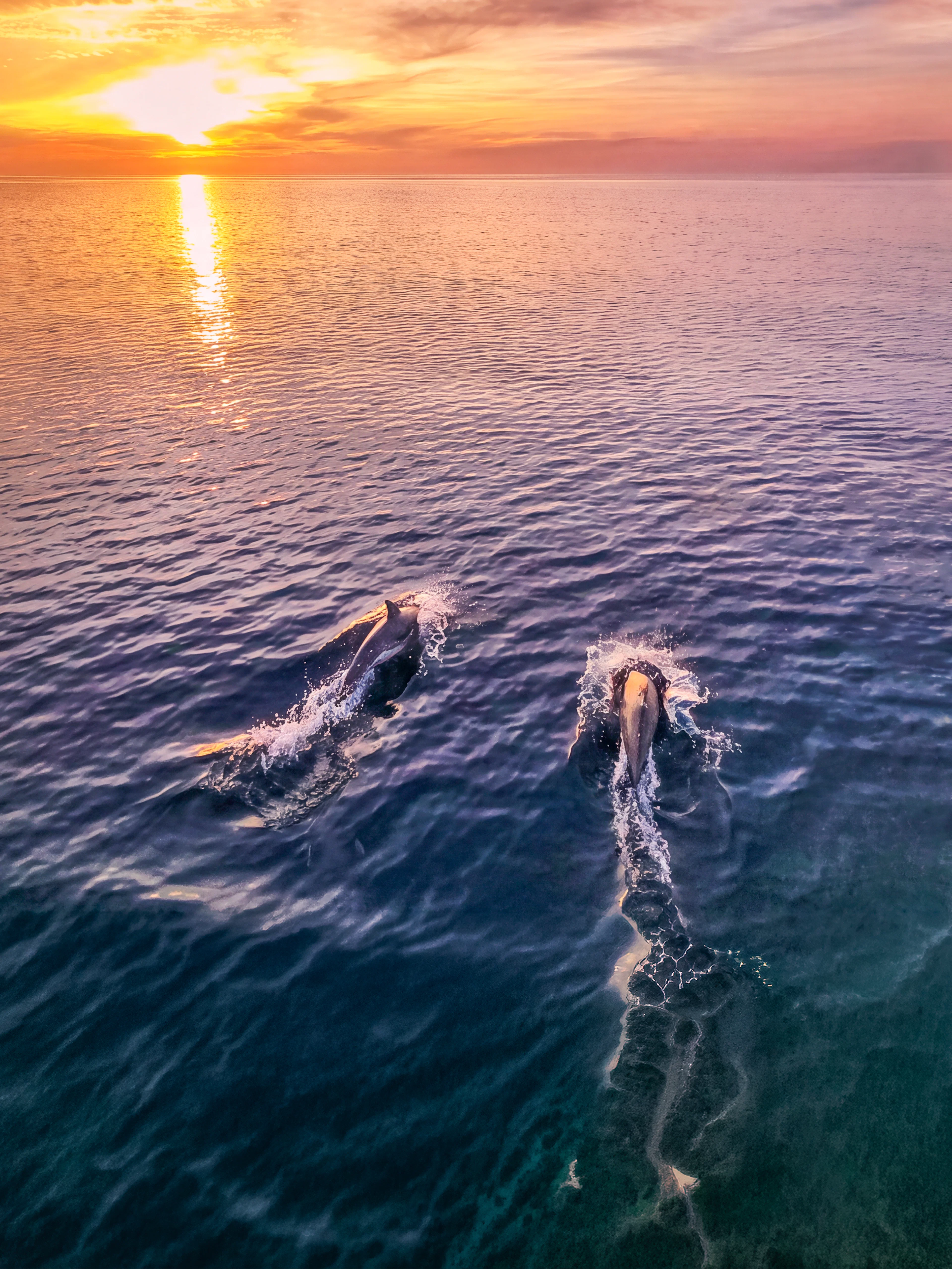Dolphins swimming at sunset during Brijuni Dolphin Safari near Fažana.