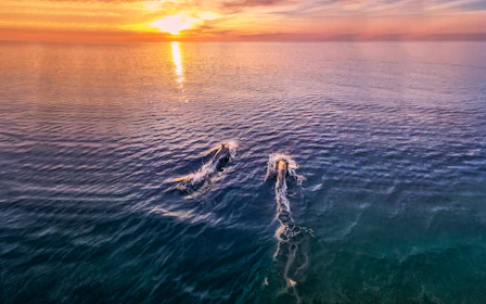 From Fažana: Private Sunset Dolphin Safari Cruise around Brijuni Islands