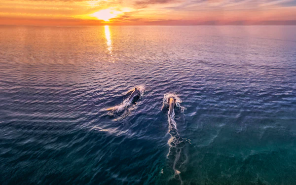 From Fažana: Private Sunset Dolphin Safari Cruise around Brijuni Islands