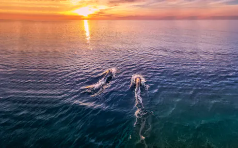Dolphins swimming at sunset during Brijuni Dolphin Safari near Fažana.