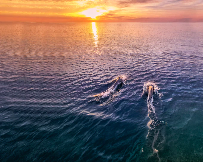 From Fažana: Private Sunset Dolphin Safari Cruise around Brijuni Islands