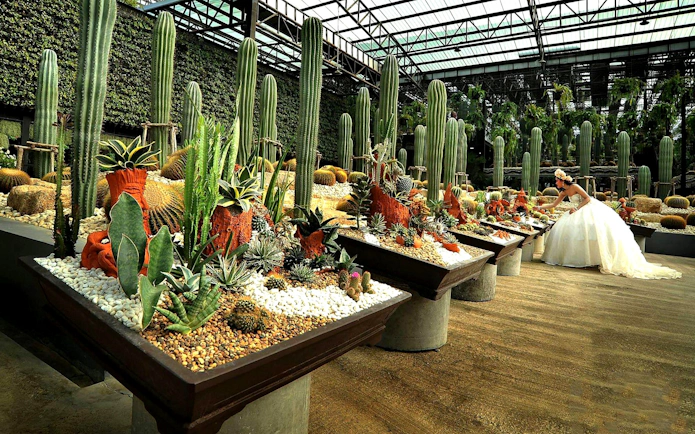 Cactus garden display at Nong Nooch Tropical Garden, Thailand.