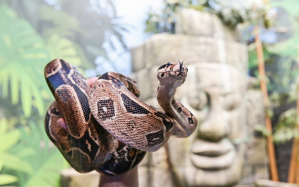 Snake coiled with tongue hissing at Sea Life Timmendorfer Strand exhibit.