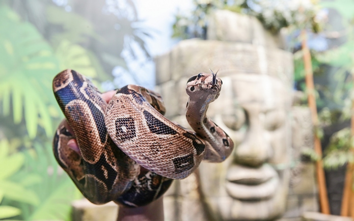 Snake coiled with tongue hissing at Sea Life Timmendorfer Strand exhibit.