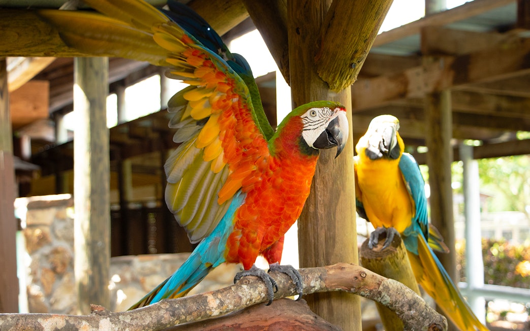 Colorful parrots perched at Gatorland exhibit.