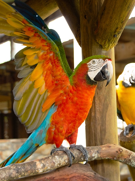 Colorful parrots perched at Gatorland exhibit.