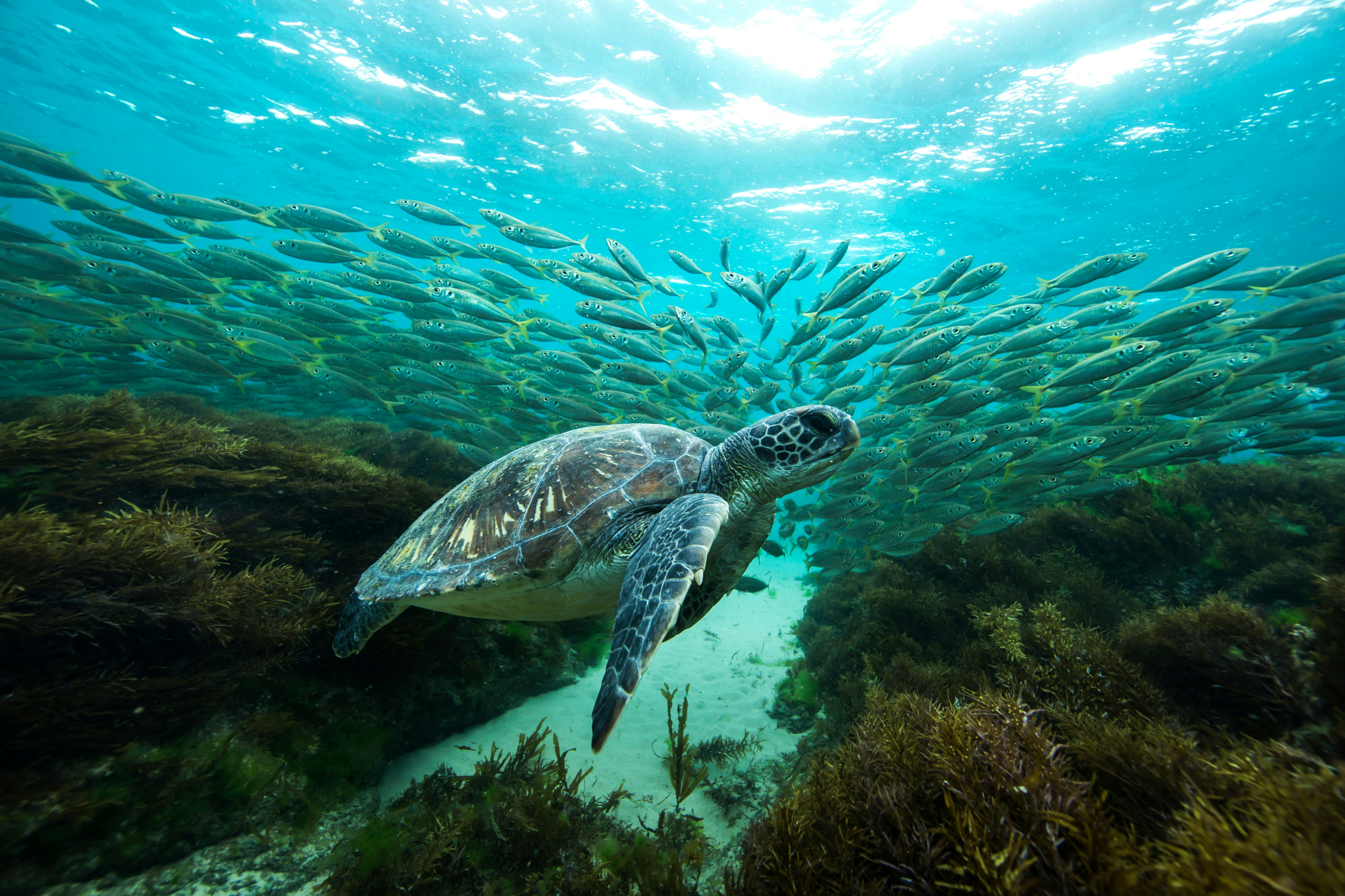 Green sea turtle swimming near a school of fish at Lady Elliot Island, Great Barrier Reef.