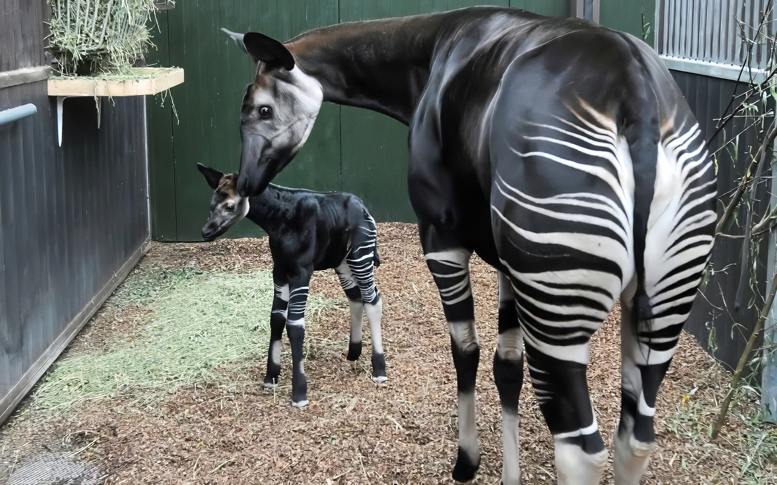 okapi with a baby okapi nearby in Rotterdam Zoo