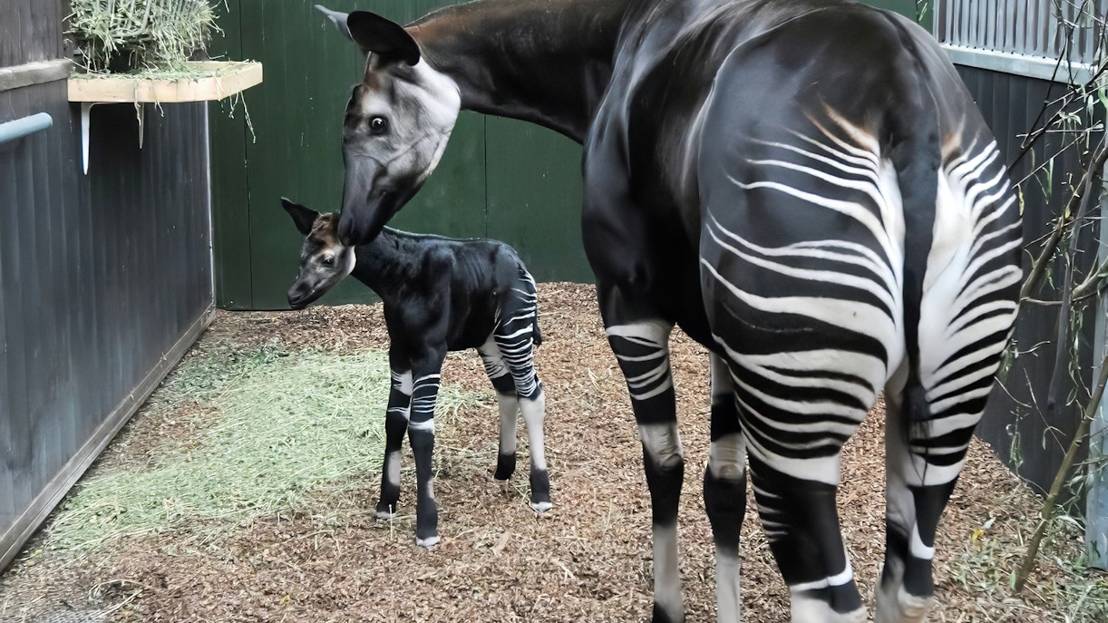 okapi with a baby okapi nearby in Rotterdam Zoo