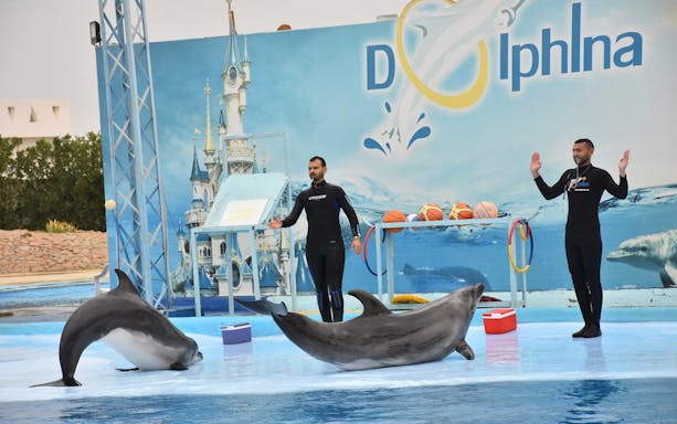 observarea delfinilor și spectacol live premium de calitate superioară - hurghada-2