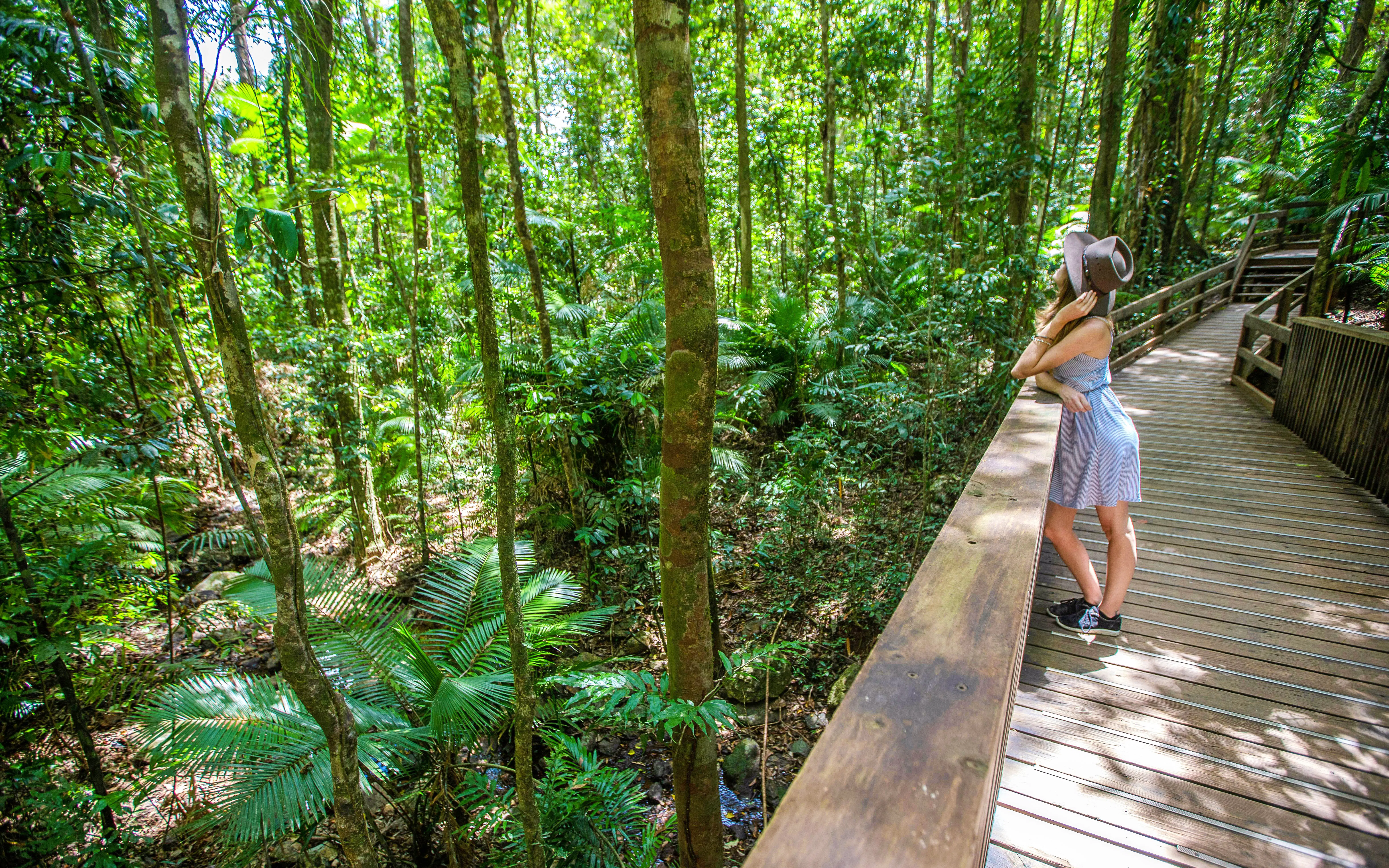 Woman on boardwalk in Daintree Rainforest, surrounded by lush greenery, part of Great Barrier Reef tour.