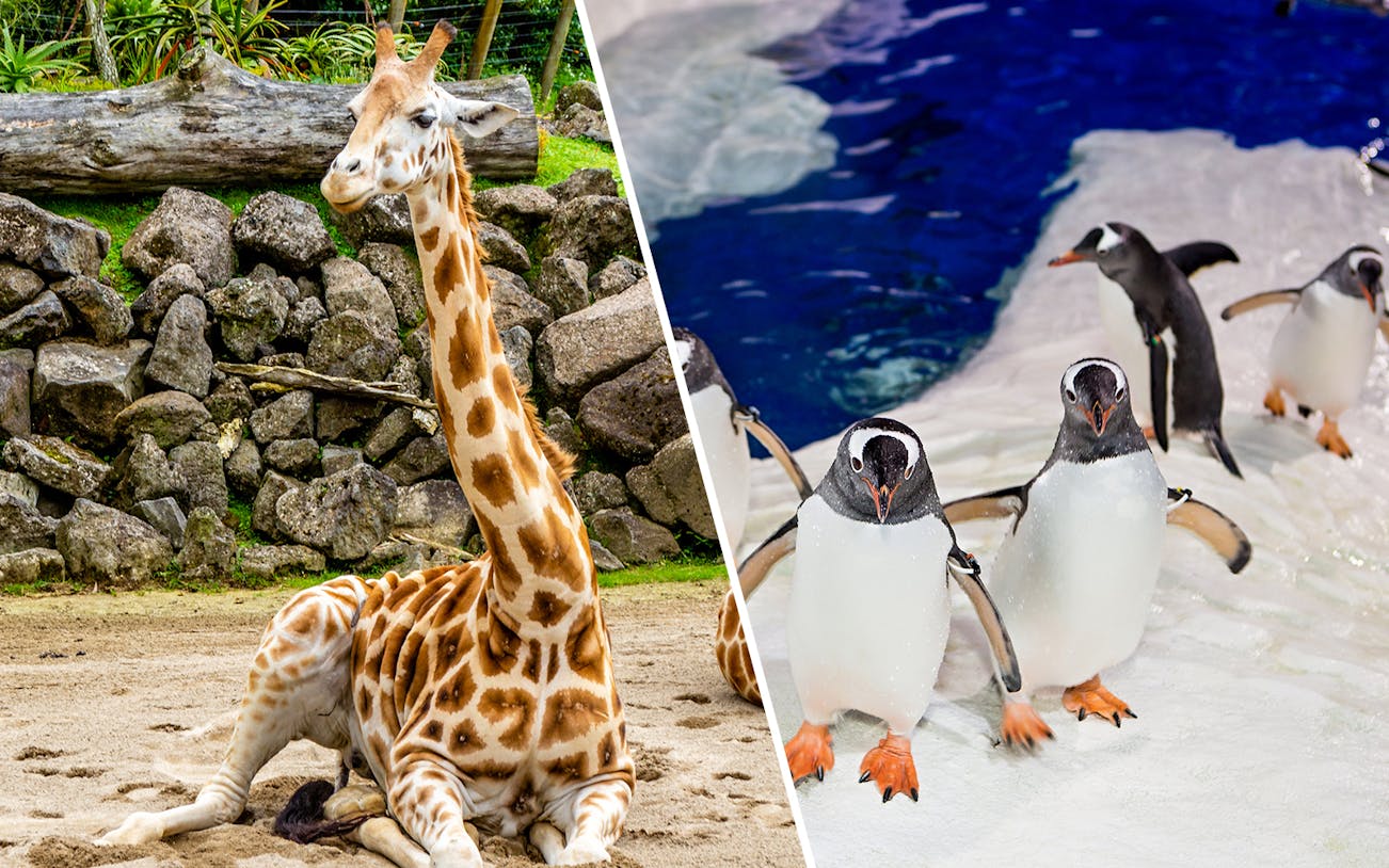 Giraffe at Auckland Zoo and penguins at SEA LIFE Kelly Tarlton's Aquarium.