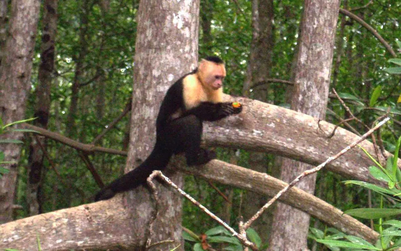 Capuchin monkey in Damas Island mangrove forest during kayak tour.