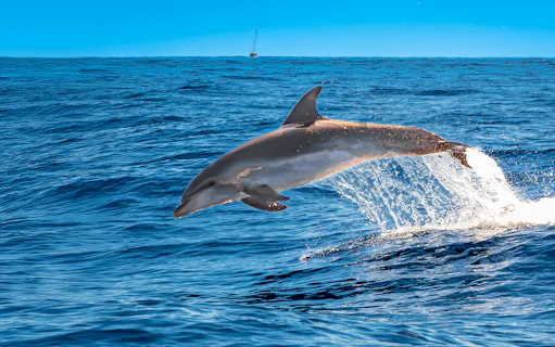 Bottlenose dolphin leaping from ocean in Tenerife.