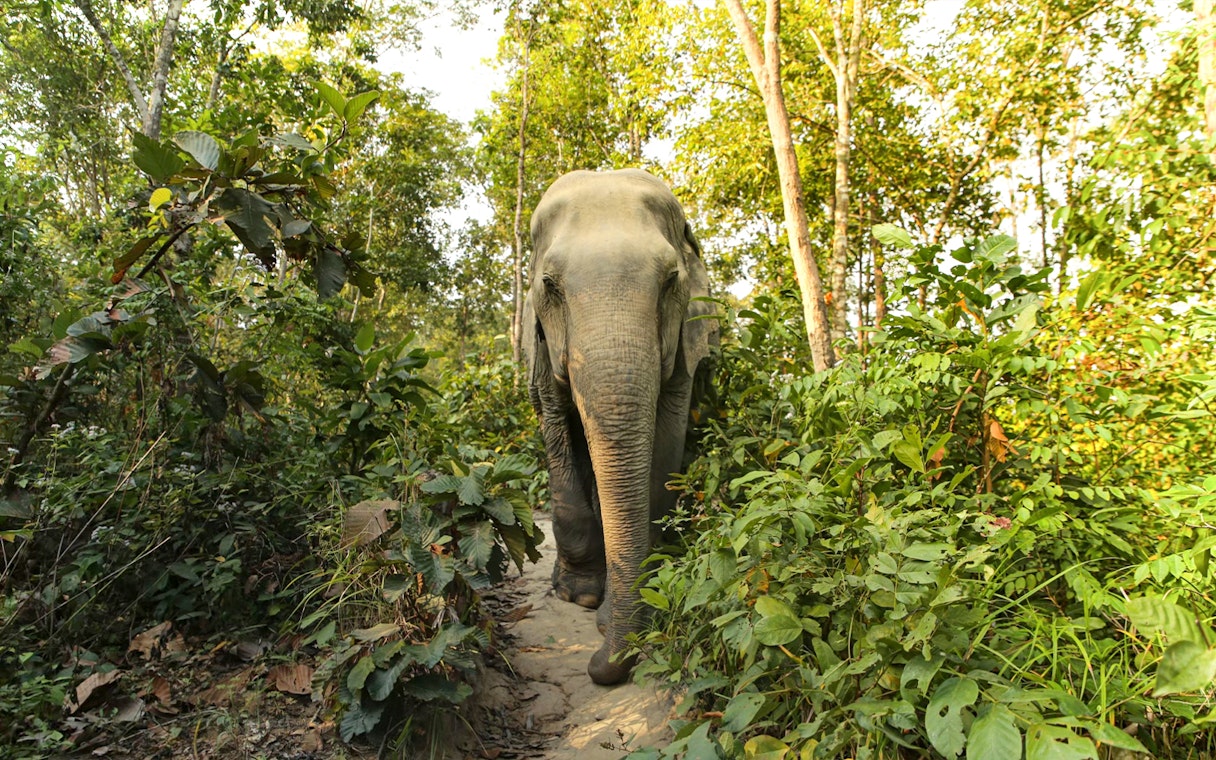 Elephant walking through lush jungle at Elephant Jungle Sanctuary, Phuket.