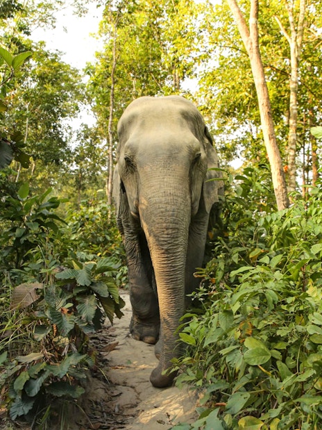 Elephant walking through lush jungle at Elephant Jungle Sanctuary, Phuket.
