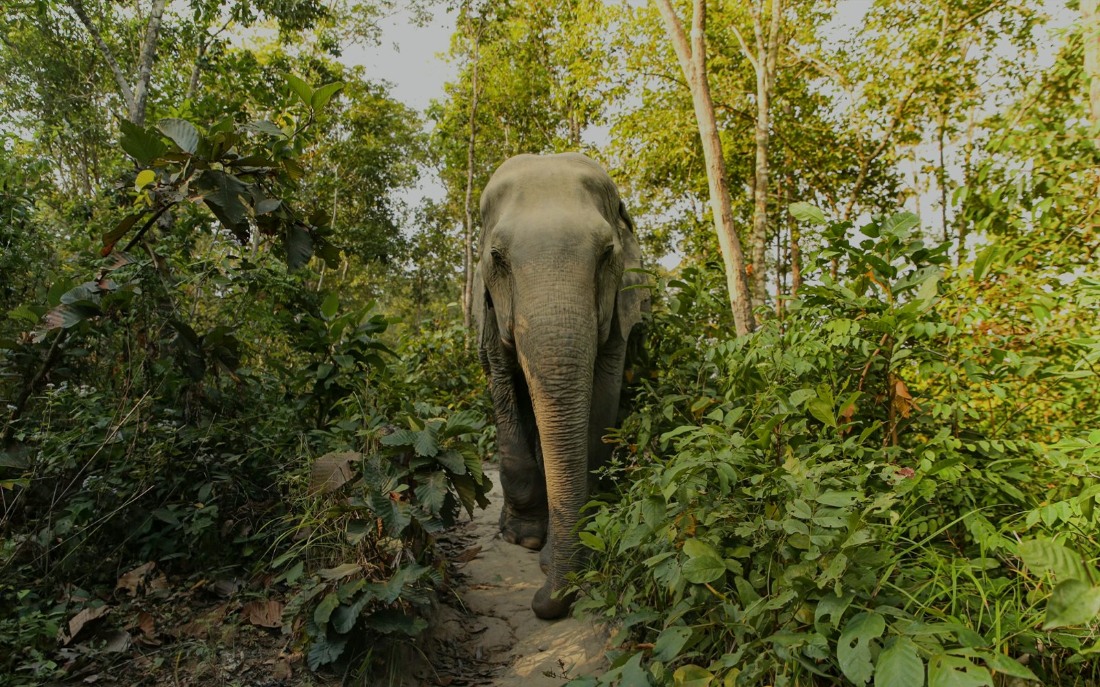 Turistas desfrutam de uma interação próxima com elefantes no Elephant Jungle Sanctuary Experience em Phuket, Tailândia