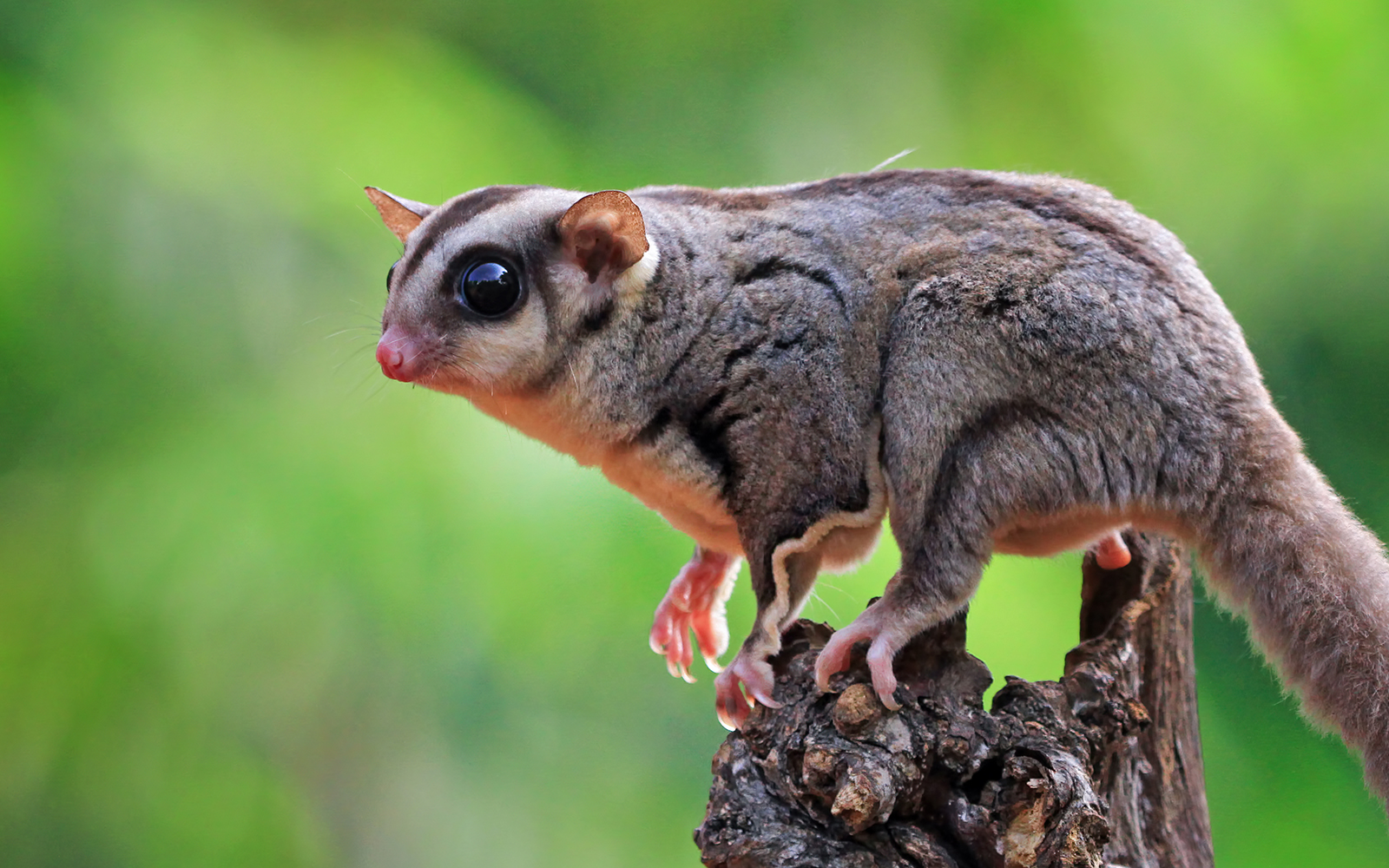 Close up of a sugar glider climbing on wood