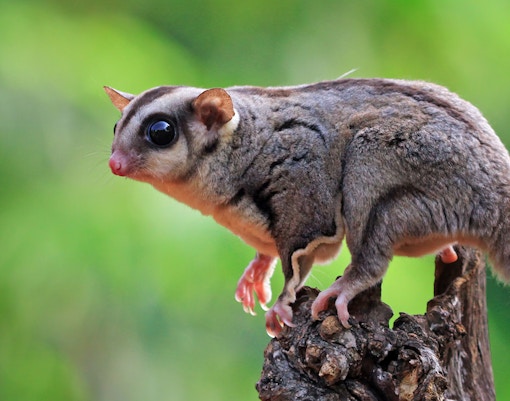 Close up of a sugar glider climbing on wood