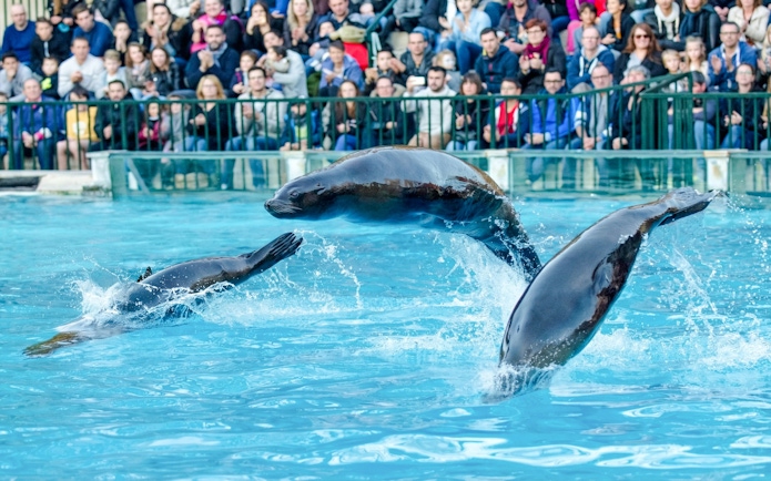 Sea lions performing at Zooparc de Beauval, Loire Valley, France.