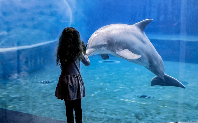 Girl observing dolphin at Genoa Aquarium.