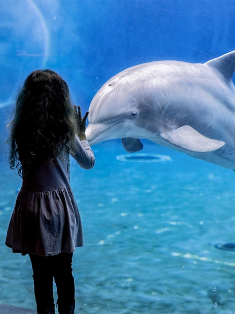 Girl observing dolphin at Genoa Aquarium.