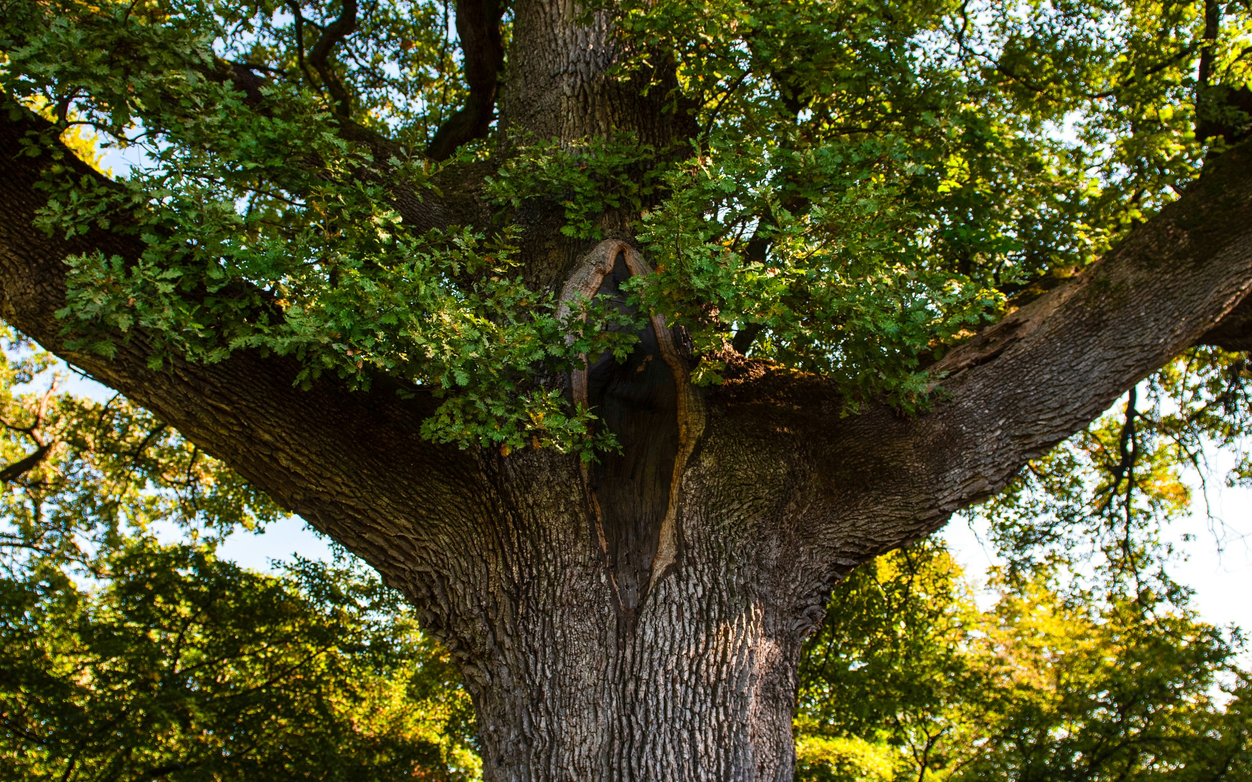 La Grande Quercia oak tree in Sigurta Park, Italy, with lush green foliage.