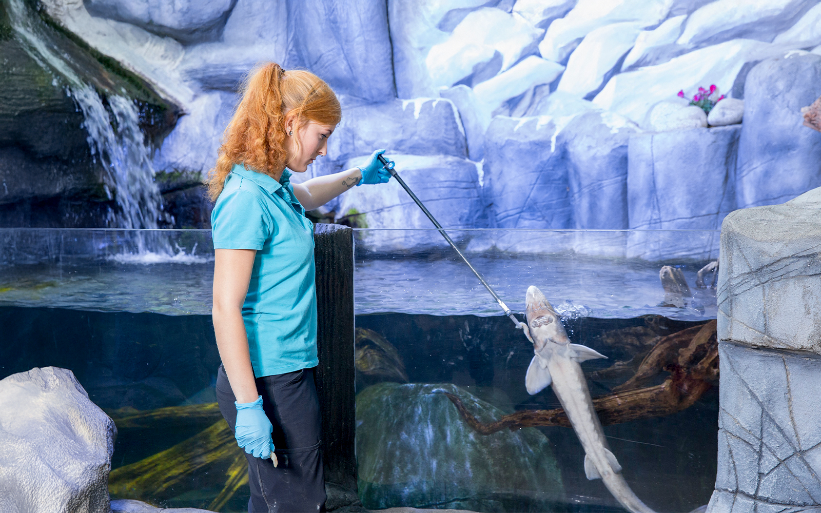 Staff feeding shark at Sea Life Oberhausen aquarium.
