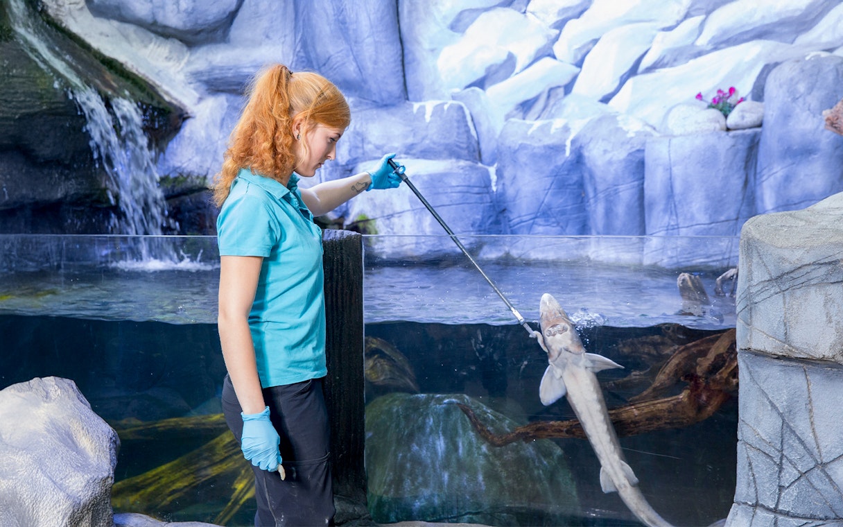 Staff feeding shark at Sea Life Oberhausen aquarium.