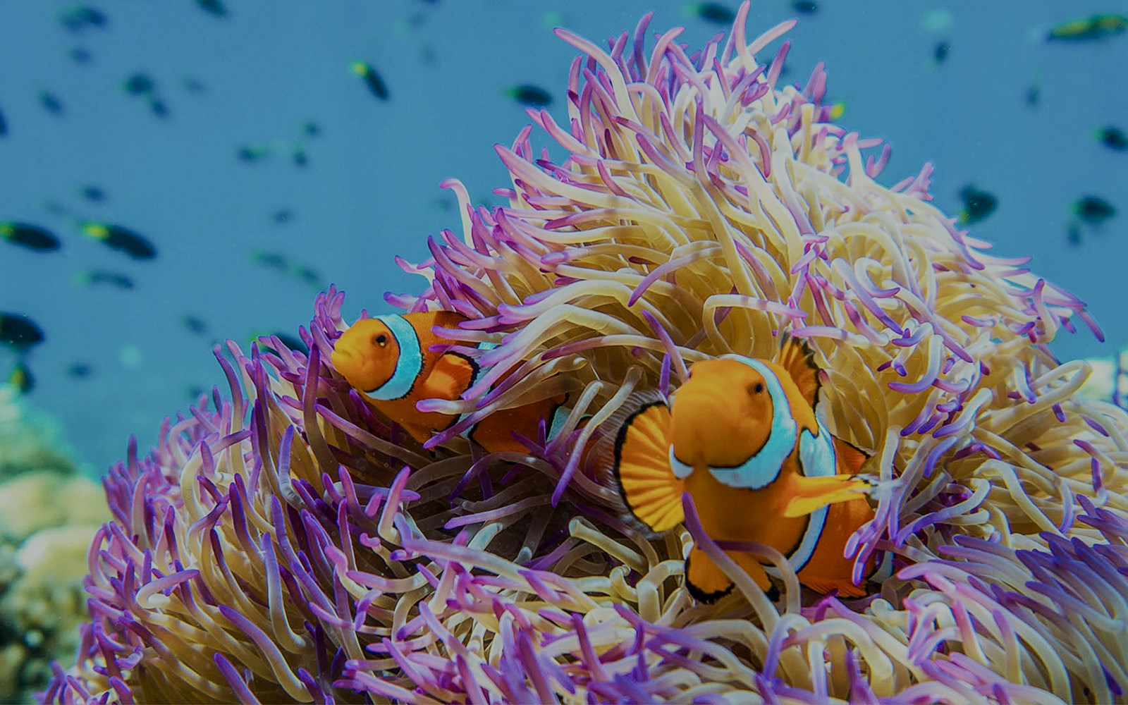 Two clownfish nestled in purple sea anemone, Great Barrier Reef.