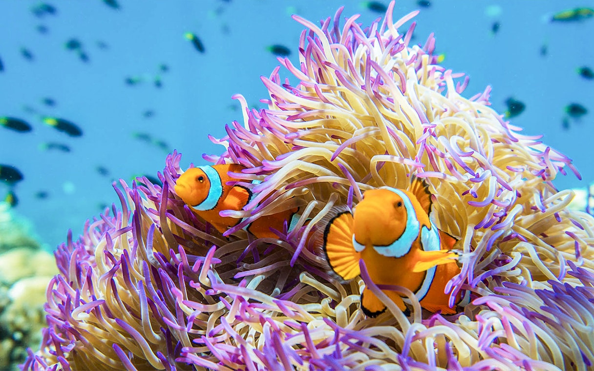 Two clownfish nestled in purple sea anemone, Great Barrier Reef.