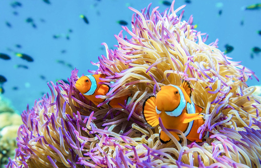 Two clownfish nestled in purple sea anemone, Great Barrier Reef.