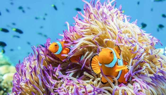 Two clownfish nestled in purple sea anemone, Great Barrier Reef.