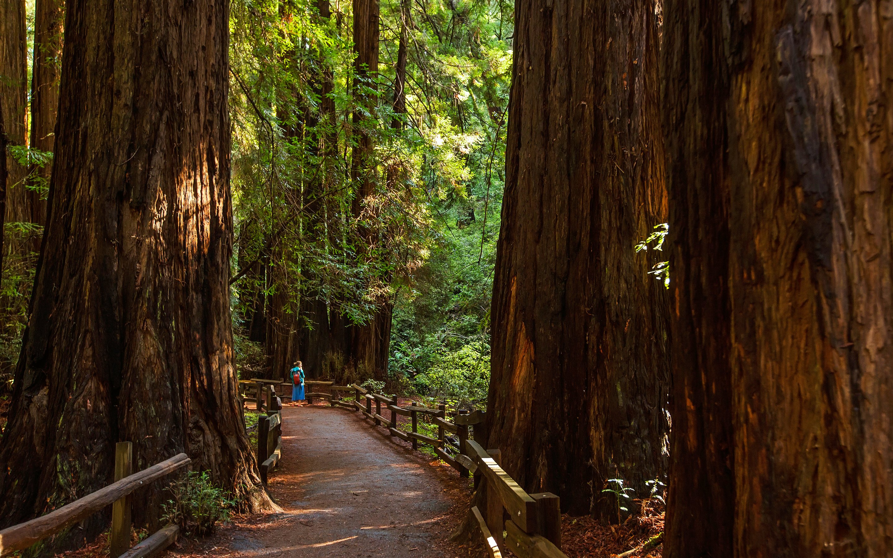 Pathway through towering redwoods at Muir Woods National Monument.
