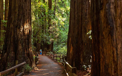 Pathway through towering redwoods at Muir Woods National Monument.